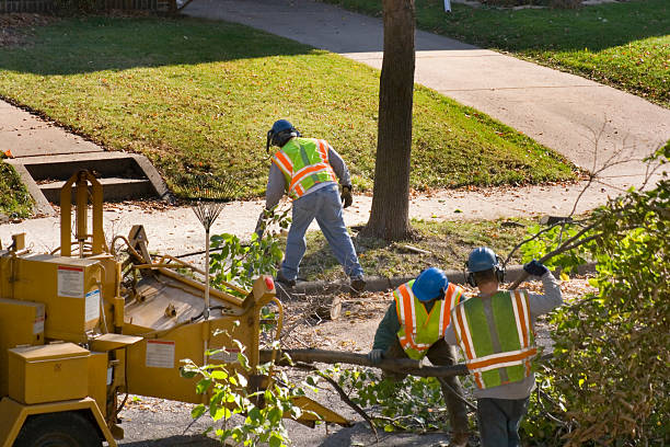 Tree and Shrub Care in Bradford Woods, PA